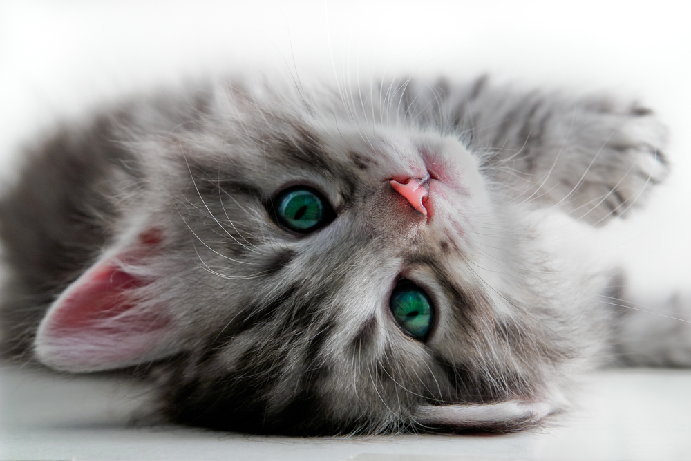caring kittens caring kittens